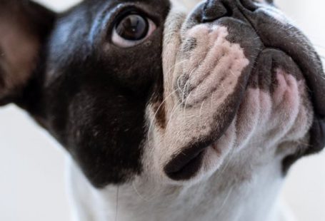 Alerts - White and Black Short Coated Bulldog